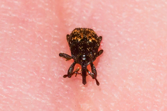 Glyptobaris lecontei