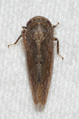 Paraphlepsius continuus