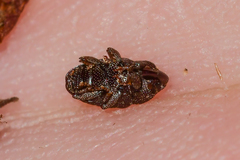 Glyptobaris lecontei