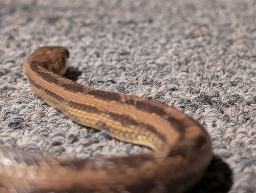 Eastern Ratsnake observed by habercrombie