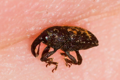Glyptobaris lecontei