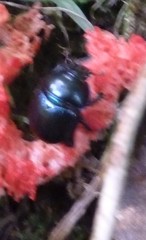 Trypocopris vernalis