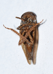 Paraphlepsius continuus
