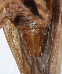 Paraphlepsius continuus