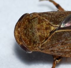 Paraphlepsius continuus