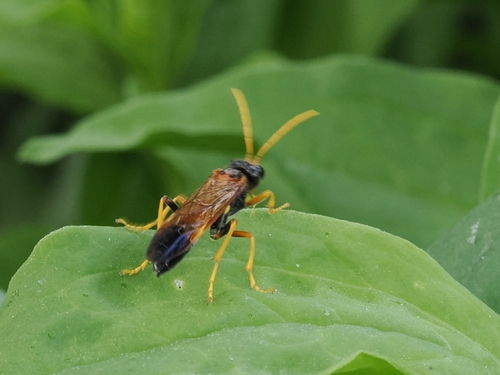 Tenthredo campestris