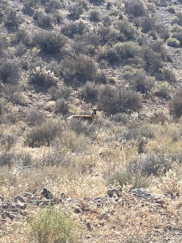 Pronghorn