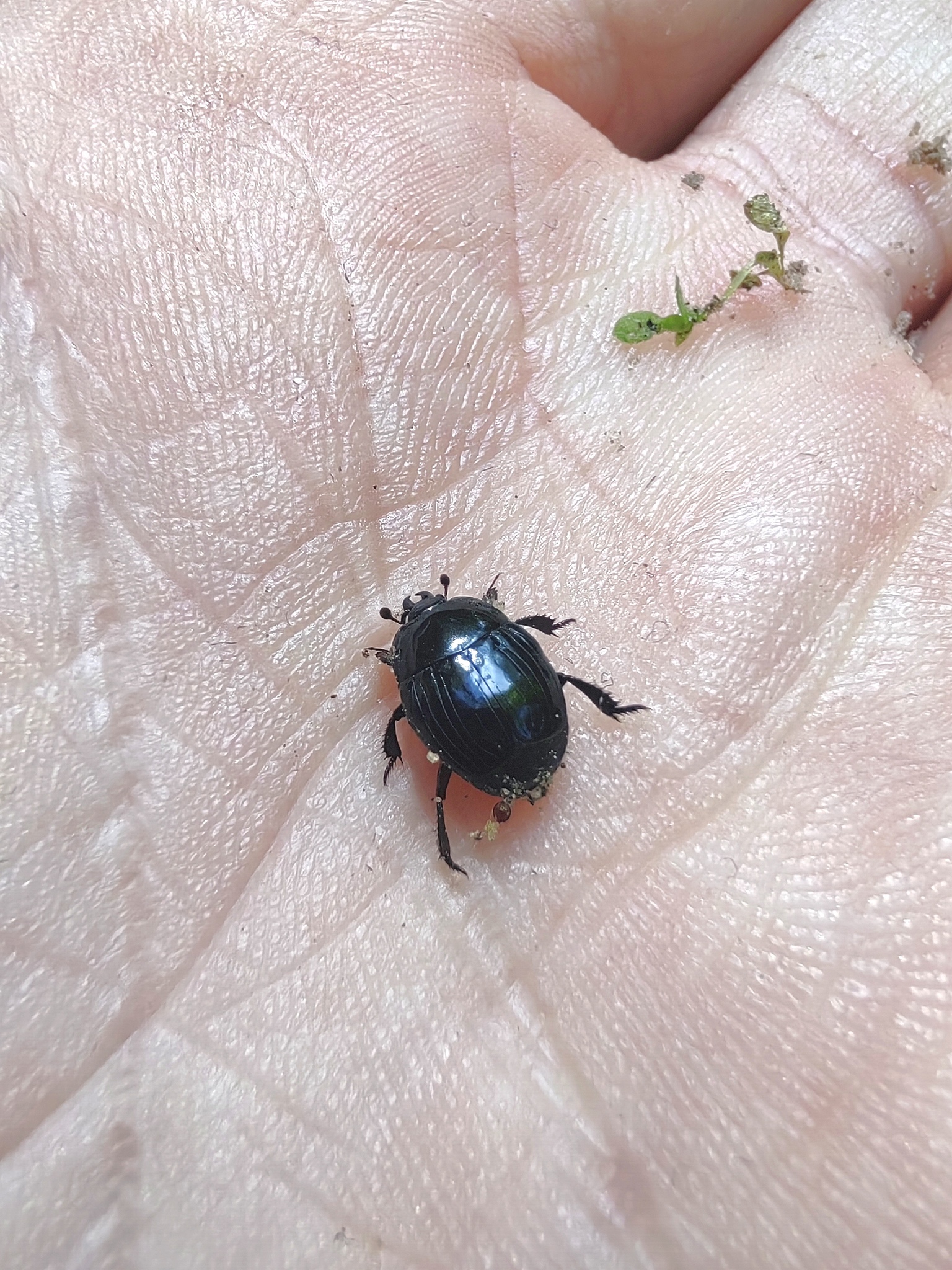 Margarinotus striola