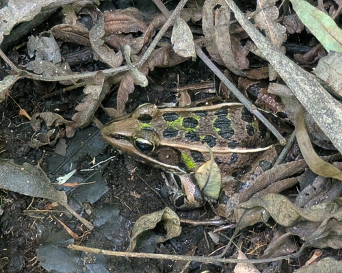 Southern Leopard Frog observed by habercrombie