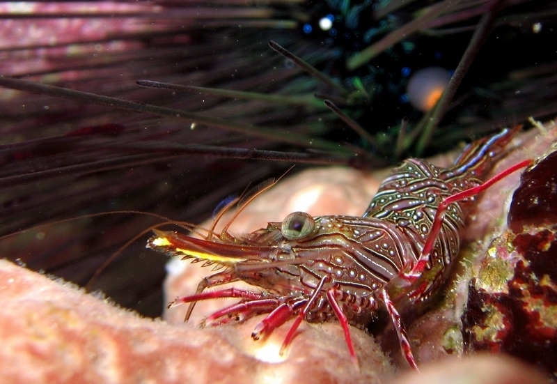 Ocellated Hingebeak Shrimp