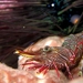 Ocellated Hingebeak Shrimp - Photo (c) Template:Vincent C Chen, some rights reserved (CC BY-SA)
