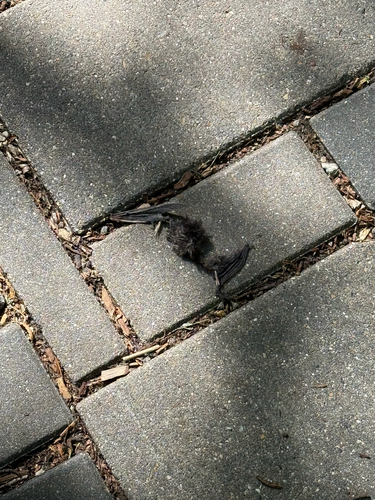 Silver-haired Bat observed by pigeonenjoyer