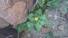 Eucnide bartonioides