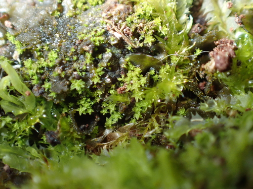 Zygodon intermedius observed 2026-05-24