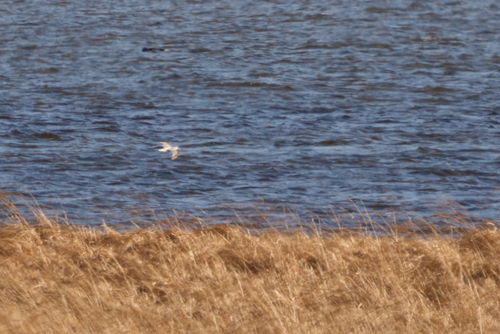 iNaturalist: (c) Gabi Rusu, some rights reserved (CC BY-NC), uploaded by Gabi Rusu iNaturalist image
