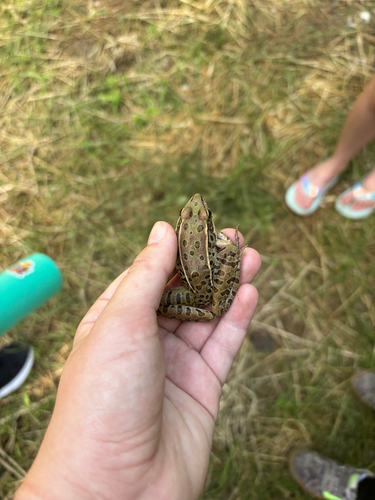 Southern Leopard Frog observed by taylorsemelroth