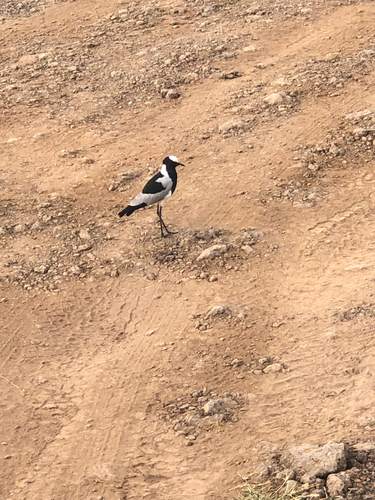 iNaturalist image