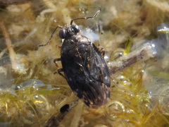 Saldula saltatoria