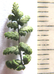 Cheilanthes parviloba