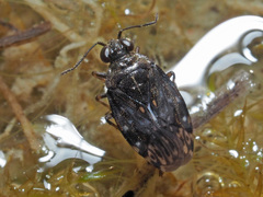 Saldula saltatoria