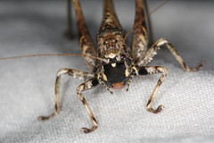 Eppia truncatipennis