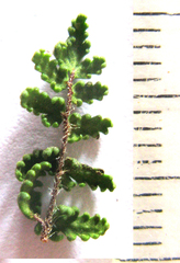 Cheilanthes parviloba