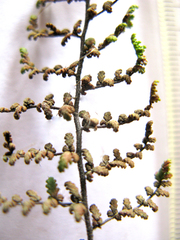 Cheilanthes parviloba