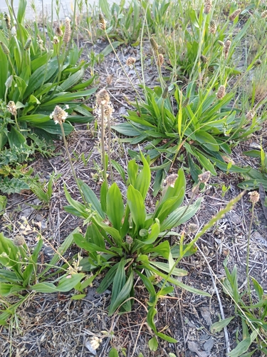 ribwort plantain