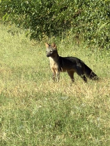 Crab-eating Fox