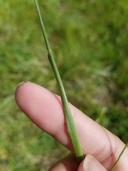 Nassella pulchra