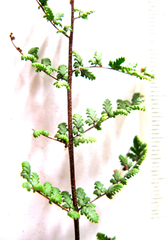 Cheilanthes parviloba