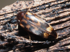 Orchesia undulata