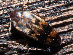 Orchesia undulata