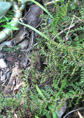 Cheilanthes parviloba