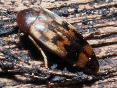 Orchesia undulata
