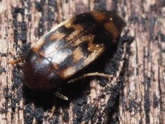 Orchesia undulata