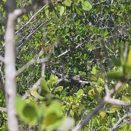 Common Nighthawk observed by ajsanjar