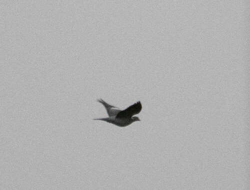 Common Wood-Pigeon