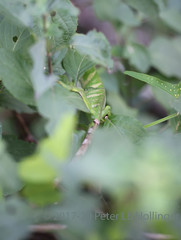 Polychrus gutturosus