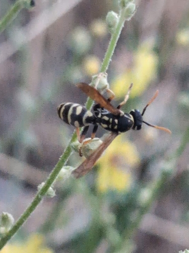 European Paper Wasp