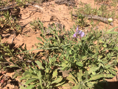 Vicia ludoviciana