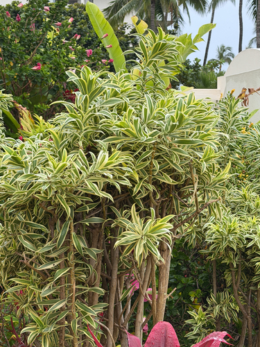Dracaena reflexa observed 2026-06-02
