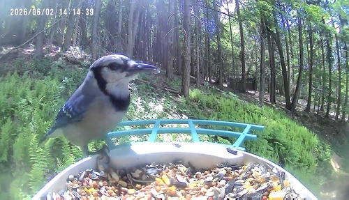 Blue Jay