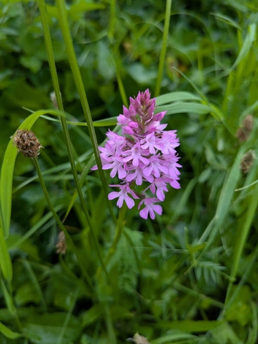 pyramidal orchid