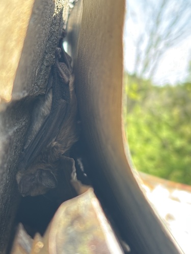 Big Brown Bat observed by woodsarmoury