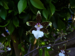 Oncidium leucochilum