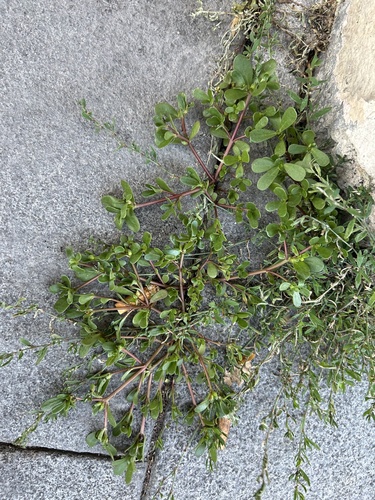 Common Purslane