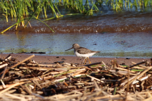 iNaturalist image