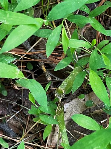 Japanese stiltgrass