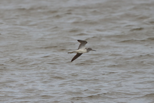 iNaturalist image